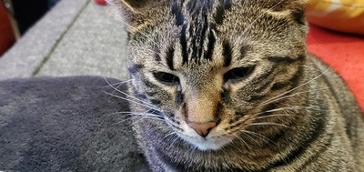 猫咪集锦1的图片
