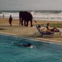 美国.史蒂夫·麦凯瑞SteveMcCurry下集2082PElephants 21