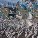美国.史蒂夫·麦凯瑞SteveMcCurry下集2082PIslam 22
