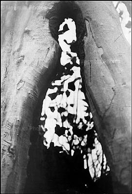 其他.约瑟夫·寇德卡（Josef Koudelka)451寇德卡Beginnings-Théâtre Semaphor 1961的摄影作品