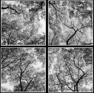 其他.Harry Callahan 街拍摄影师 街拍城市风光 摄影图片素材的摄影作品