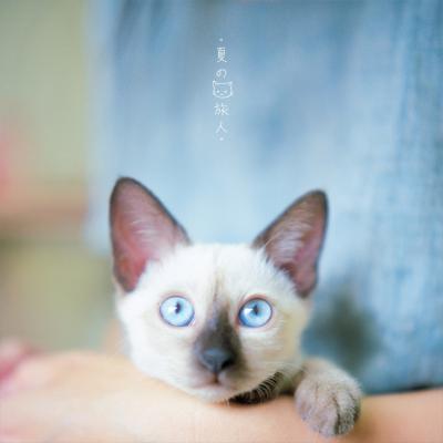 其他.overwater摄影作品图片合集 电子摄影图片素材夏の猫旅人的摄影作品