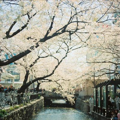 其他.overwater摄影作品图片合集 电子摄影图片素材花 . 辞树的摄影作品