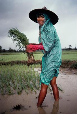 其他.史蒂夫·麦凯瑞SteveMcCurry下集Agriculture 23的摄影作品