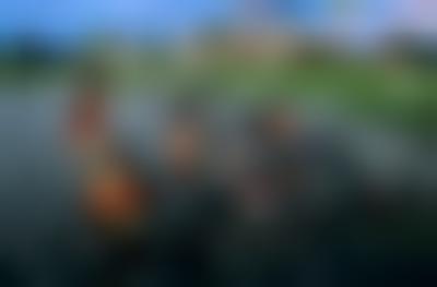 其他.史蒂夫·麦凯瑞SteveMcCurry下集Angkor Wat 98的摄影作品