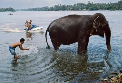 其他.史蒂夫·麦凯瑞SteveMcCurry下集Elephants 21的摄影作品