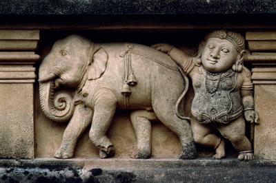 其他.史蒂夫·麦凯瑞SteveMcCurry下集Elephants 21的摄影作品