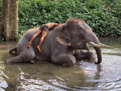 其他.史蒂夫·麦凯瑞SteveMcCurry下集Elephants 21的摄影作品