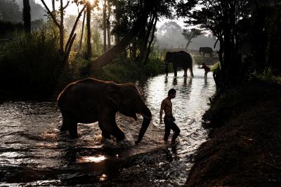 其他.史蒂夫·麦凯瑞SteveMcCurry下集Elephants 21的摄影作品