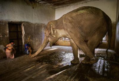 其他.史蒂夫·麦凯瑞SteveMcCurry下集Elephants 21的摄影作品