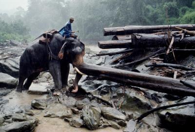 其他.史蒂夫·麦凯瑞SteveMcCurry下集Elephants 21的摄影作品