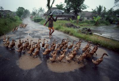 其他.史蒂夫·麦凯瑞SteveMcCurry下集Monsoon 46的摄影作品