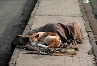 其他.史蒂夫·麦凯瑞SteveMcCurry下集Sleep 174的摄影作品