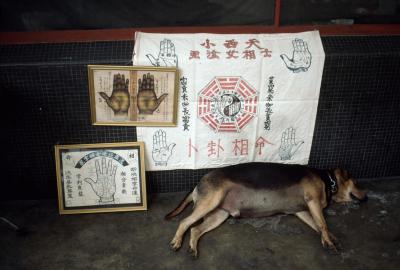 其他.史蒂夫·麦凯瑞SteveMcCurry上集ALL CREATURES GREAT AND SMALL 61的摄影作品