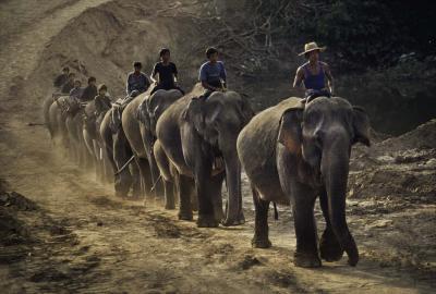 其他.史蒂夫·麦凯瑞SteveMcCurry上集ALL CREATURES GREAT AND SMALL 61的摄影作品