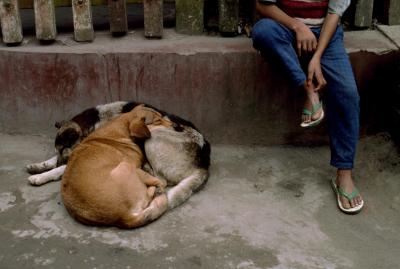 其他.史蒂夫·麦凯瑞SteveMcCurry上集ALL CREATURES GREAT AND SMALL 61的摄影作品