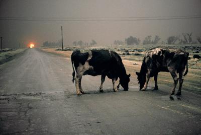 其他.史蒂夫·麦凯瑞SteveMcCurry上集ALL CREATURES GREAT AND SMALL 61的摄影作品
