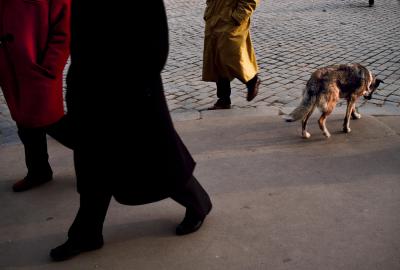 其他.史蒂夫·麦凯瑞SteveMcCurry上集ALL CREATURES GREAT AND SMALL 61的摄影作品