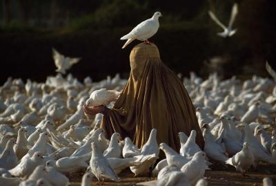 其他.史蒂夫·麦凯瑞SteveMcCurry上集ALL CREATURES GREAT AND SMALL 61的摄影作品