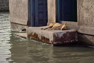 其他.史蒂夫·麦凯瑞SteveMcCurry上集Seeing Double 27的摄影作品