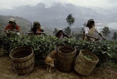 其他.史蒂夫·麦凯瑞SteveMcCurry上集what the world drinks 23的摄影作品