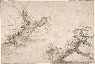 美国纽约大都会美术馆素描藏画.-1MDg083=美国纽约大都会美术馆素描 1的作品-Abraham Bloemaert——两种Pollard柳树的研究