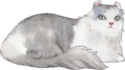 _PSD动物透明背景图案的图标-American_Curl_Cat
