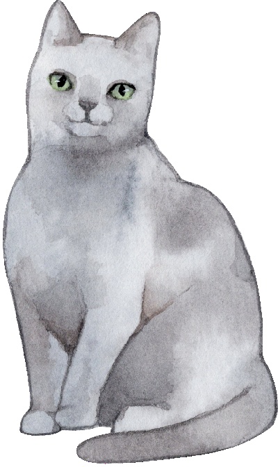 _PSD动物透明背景图案的图标-Korat_Cat