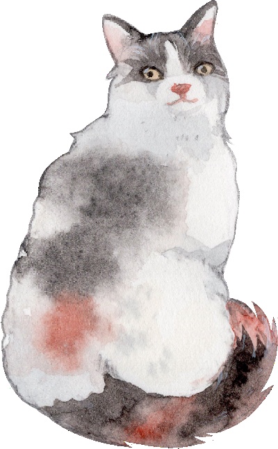 _PSD动物透明背景图案的图标-LaPerm_Cat
