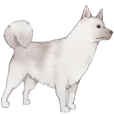 _PSD动物透明背景图案的图标-Norwegian_Elkhound