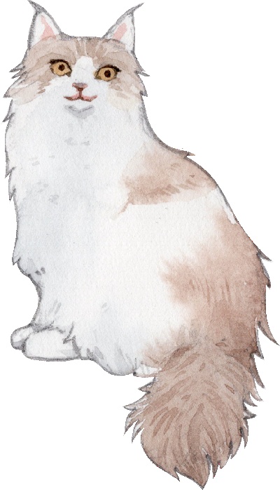 _PSD动物透明背景图案的图标-Norwegian_Forest_Cat