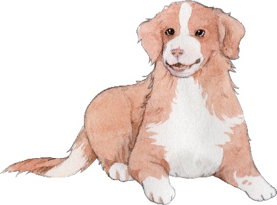 _PSD动物透明背景图案的图标-Nova_Scotia_Duck_Tolling_Retriever