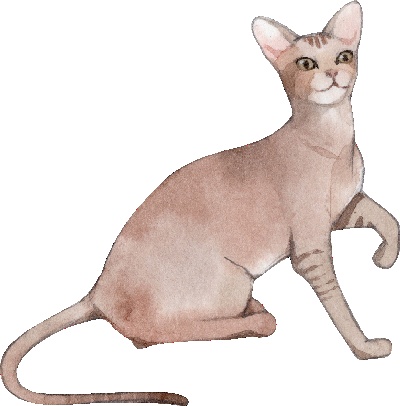 _PSD动物透明背景图案的图标-Oriental_Cat