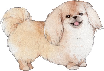 _PSD动物透明背景图案的图标-Pekingese