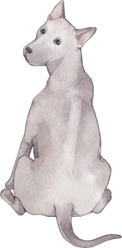 _PSD动物透明背景图案的图标-Thai_Ridgeback