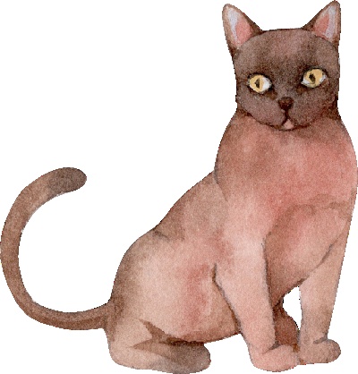 _PSD动物透明背景图案的图标-Burmese_Cat