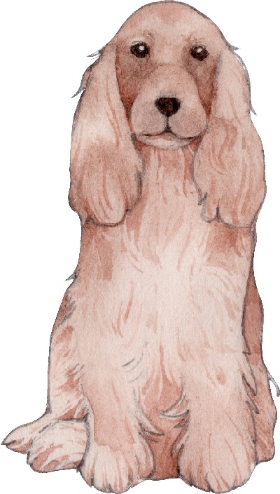 _PSD动物透明背景图案的图标-Cocker_Spaniel