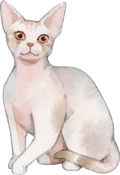 _PSD动物透明背景图案的图标-Devon_Rex_Cat