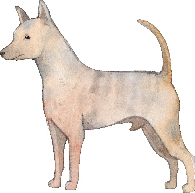 _PSD动物透明背景图案的图标-Formosan_Mountain_Dog
