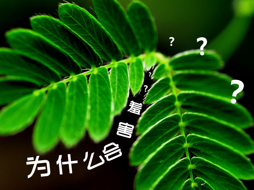 商务.静态卡通ppt花草日记含羞草——图文的PPT模板-5/17