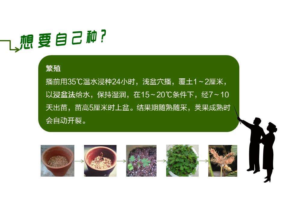 商务.静态卡通ppt花草日记含羞草——图文的PPT模板-10/17
