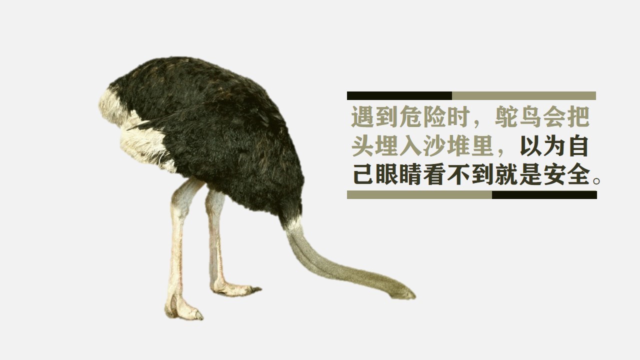 商务.读书生活《鸵鸟心态》PPT作品欣赏——图文的PPT模板-3/18