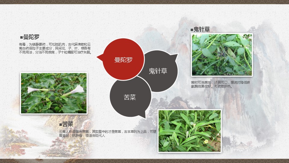 中药医学PPT（二选一）.B197-中药医学PPT.PPT文件及预览图.43的PPT模板-8/30