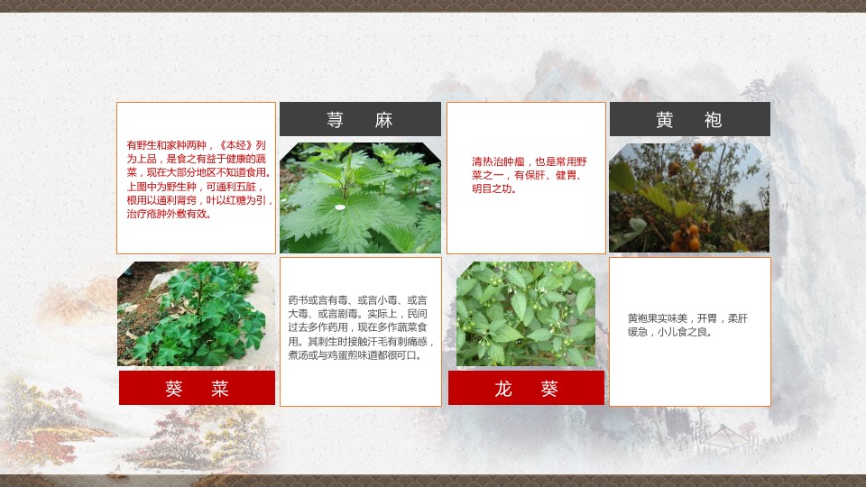 中药医学PPT（二选一）.B197-中药医学PPT.PPT文件及预览图.43的PPT模板-9/30