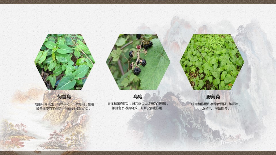 中药医学PPT（二选一）.B197-中药医学PPT.PPT文件及预览图.43的PPT模板-10/30