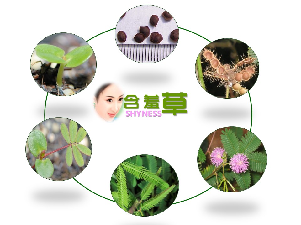 卡通儿童.静态.83.花草日记含羞草的PPT模板-2/17