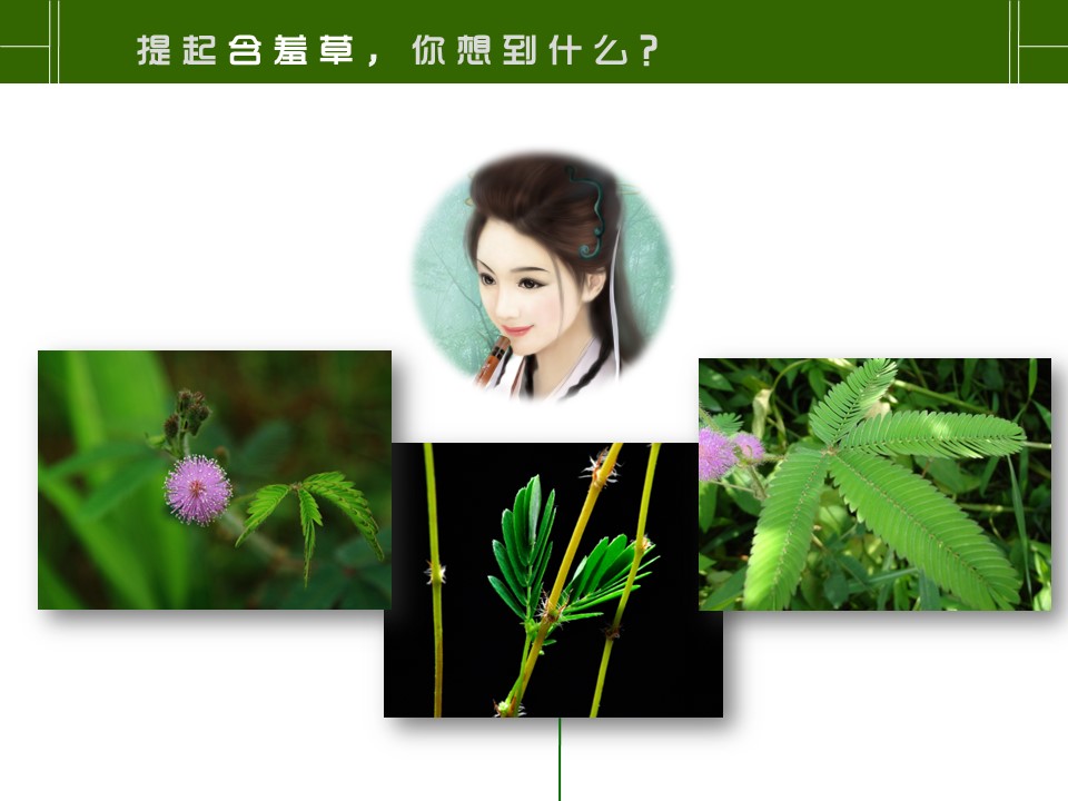 卡通儿童.静态.83.花草日记含羞草的PPT模板-3/17