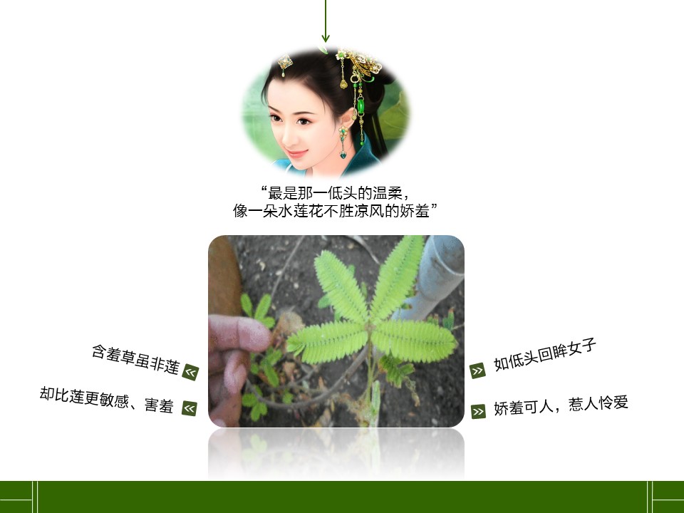卡通儿童.静态.83.花草日记含羞草的PPT模板-4/17