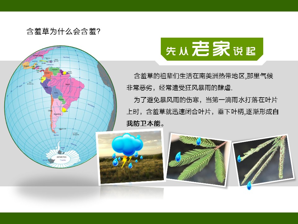 卡通儿童.静态.83.花草日记含羞草的PPT模板-6/17