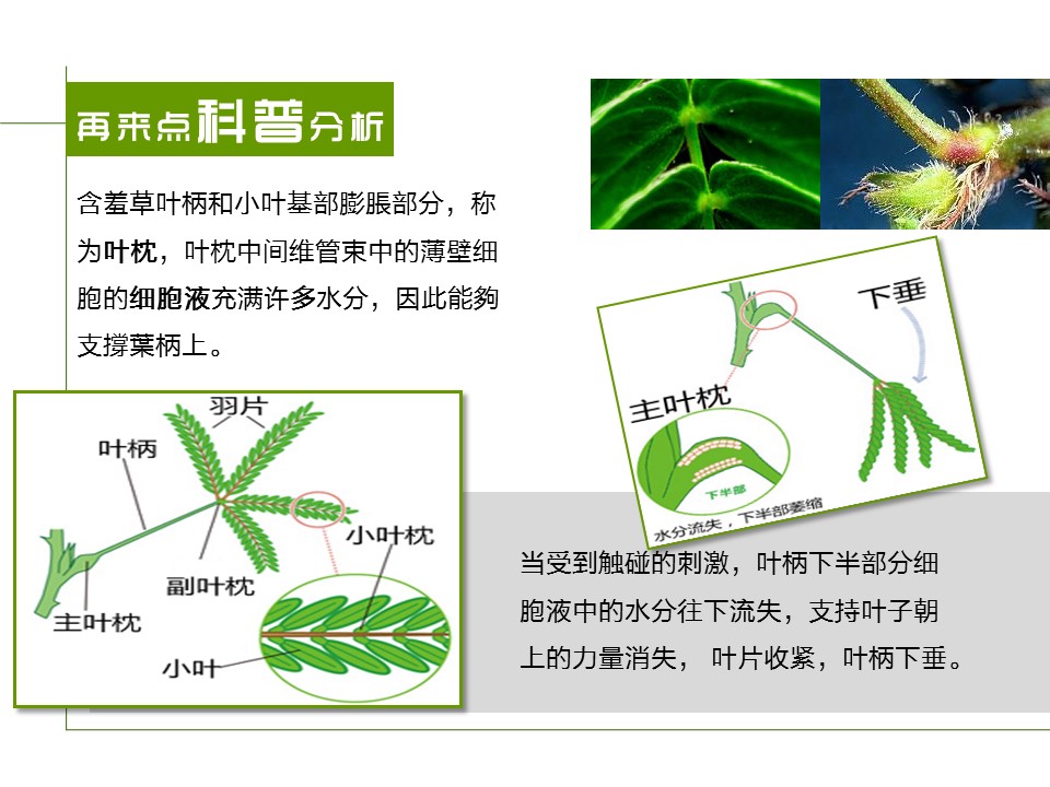 卡通儿童.静态.83.花草日记含羞草的PPT模板-7/17